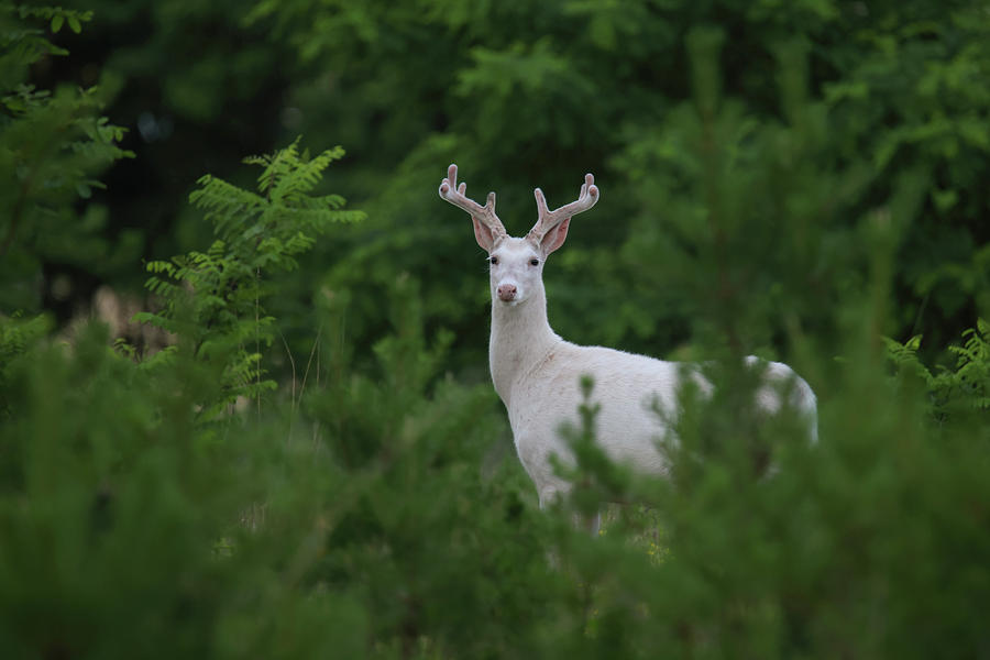 White Deer #19 Photograph by Brook Burling