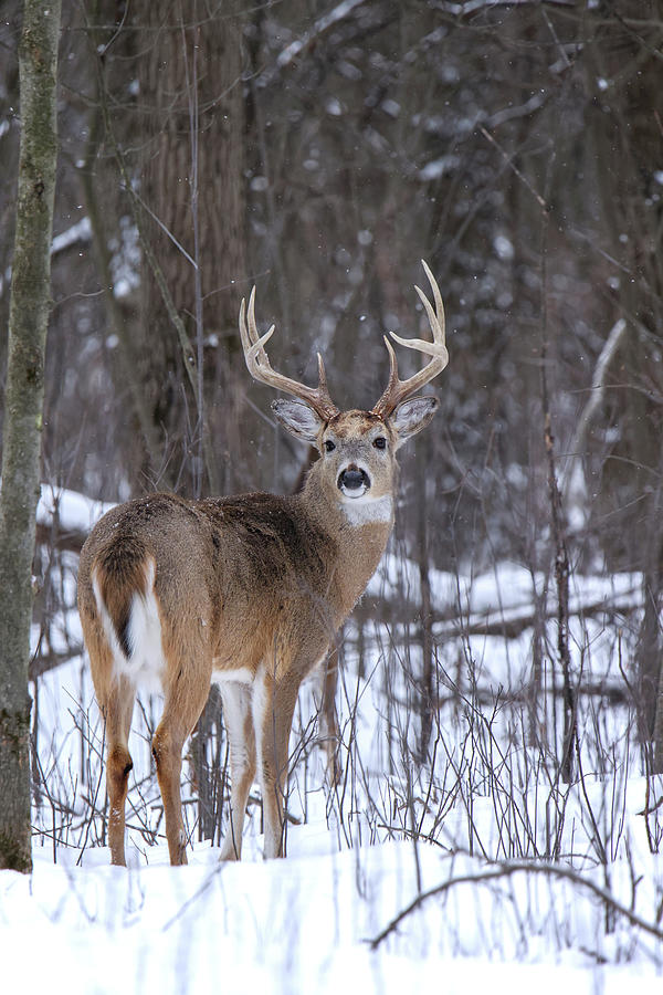 Whitetail Buck #19 Photograph by Brook Burling