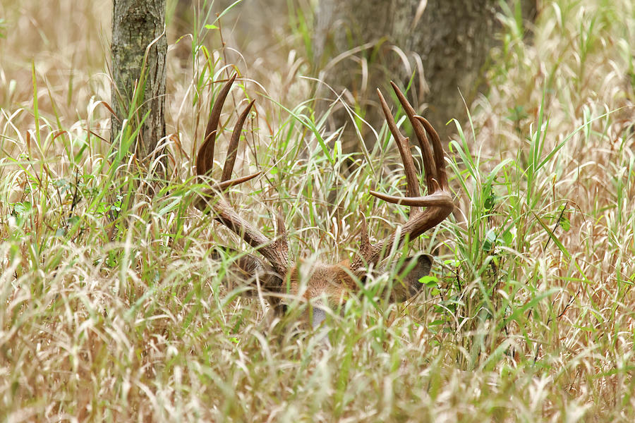 Whitetail Deer #20 Photograph by Brook Burling