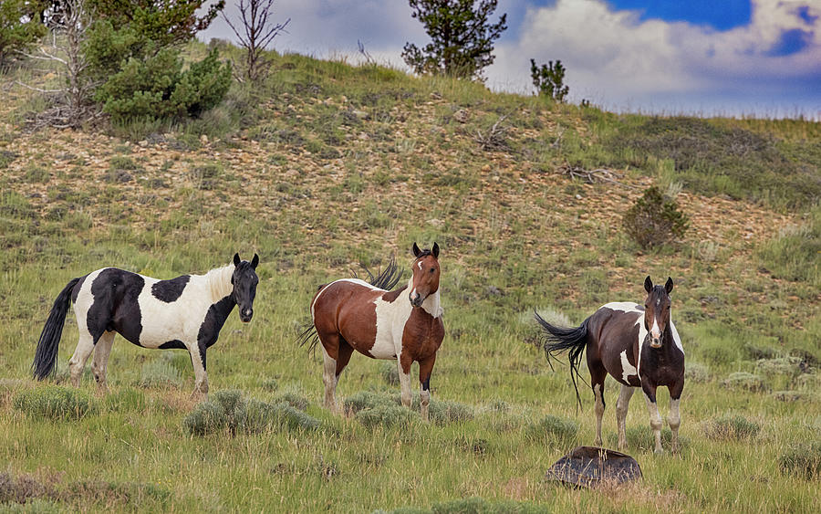 Wild Horses #19 Photograph by Laura Terriere