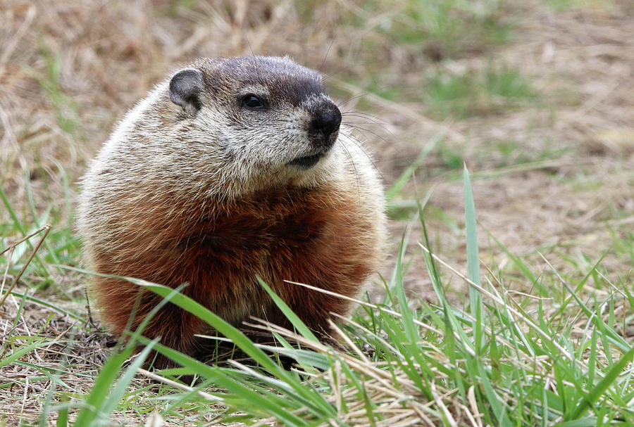 Woodchuck Calverton New York Photograph by Bob Savage - Fine Art America