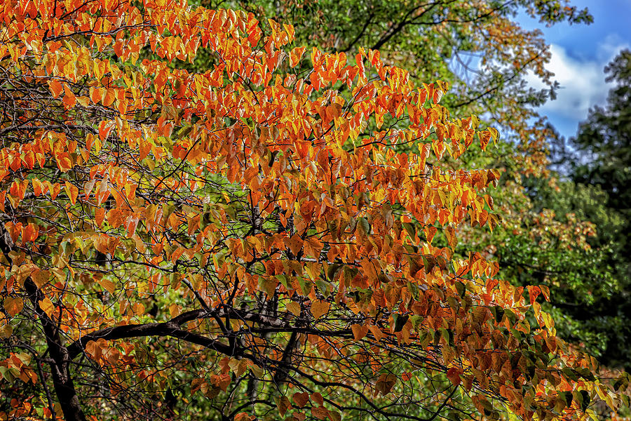 Fall Foliage #190 Photograph by Robert Ullmann
