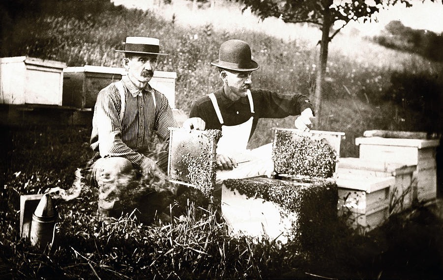1900 Beekeepers Photograph by Historic Image