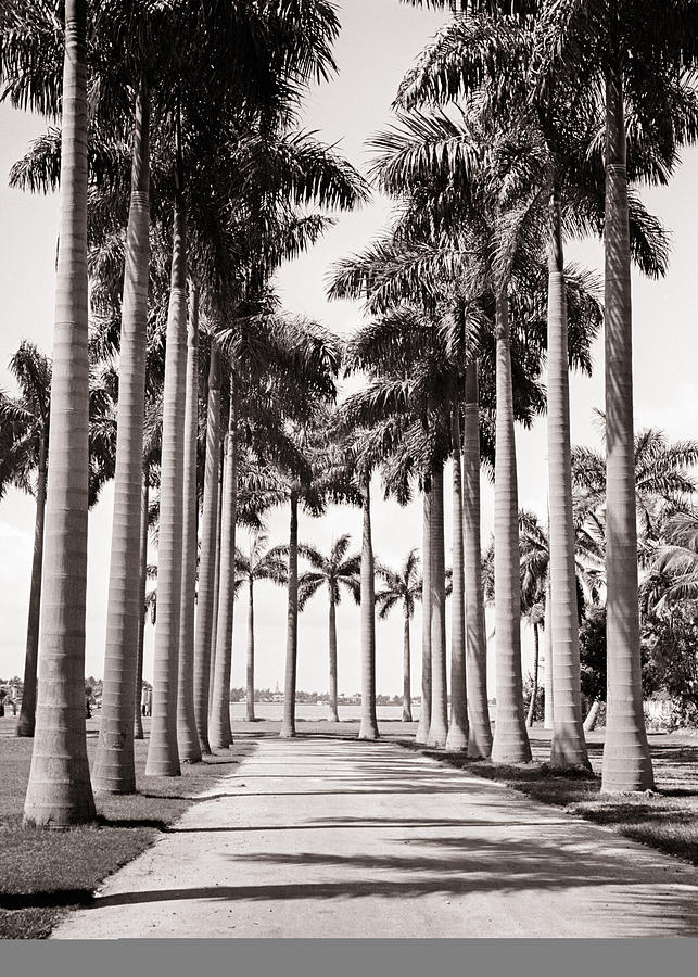 1930s An Avenue Of Classic... Photograph by H. Armstrong Roberts/ClassicStock