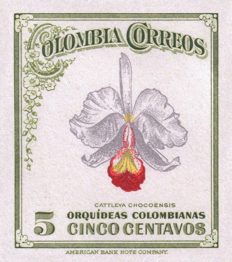 Orchid Digital Art - 1947 COLOMBIA Cattleya Chocoensisi Orchid Stamp by Retro Graphics