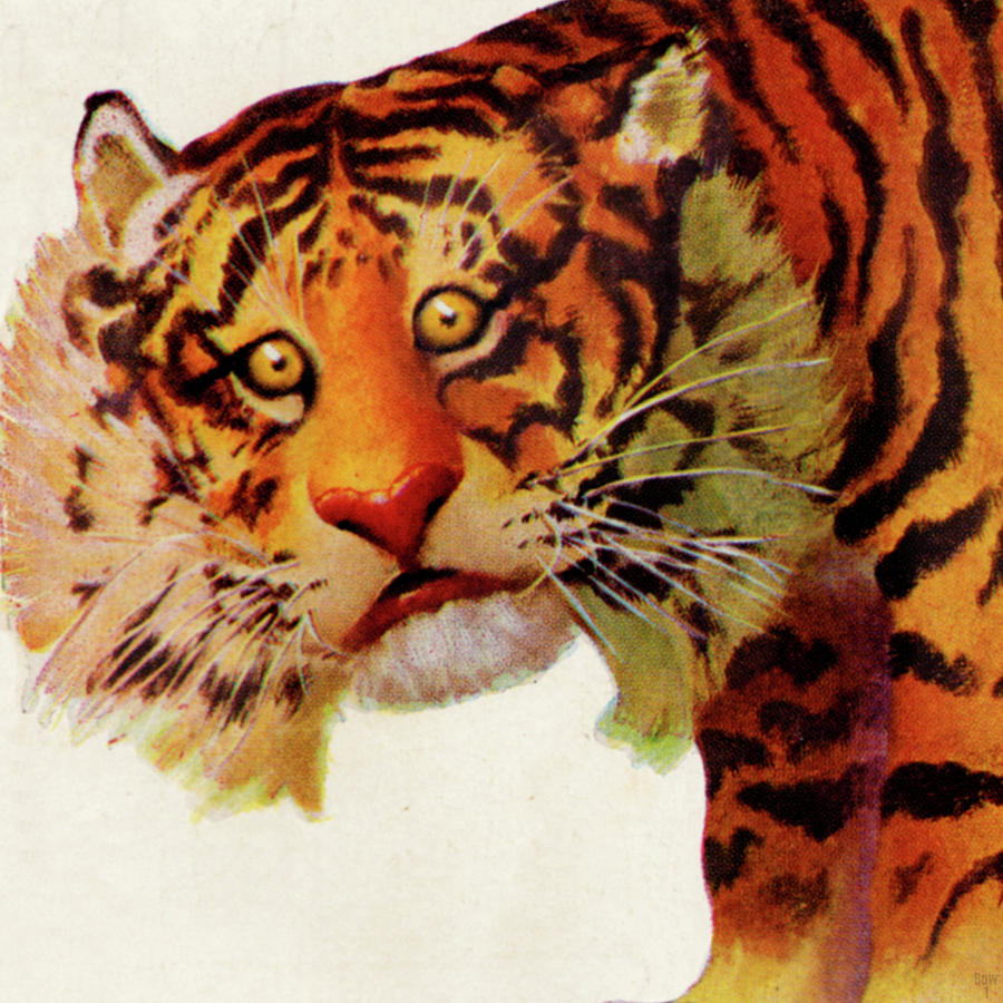 1949 Vintage Tiger Art Mixed Media by Row One Brand