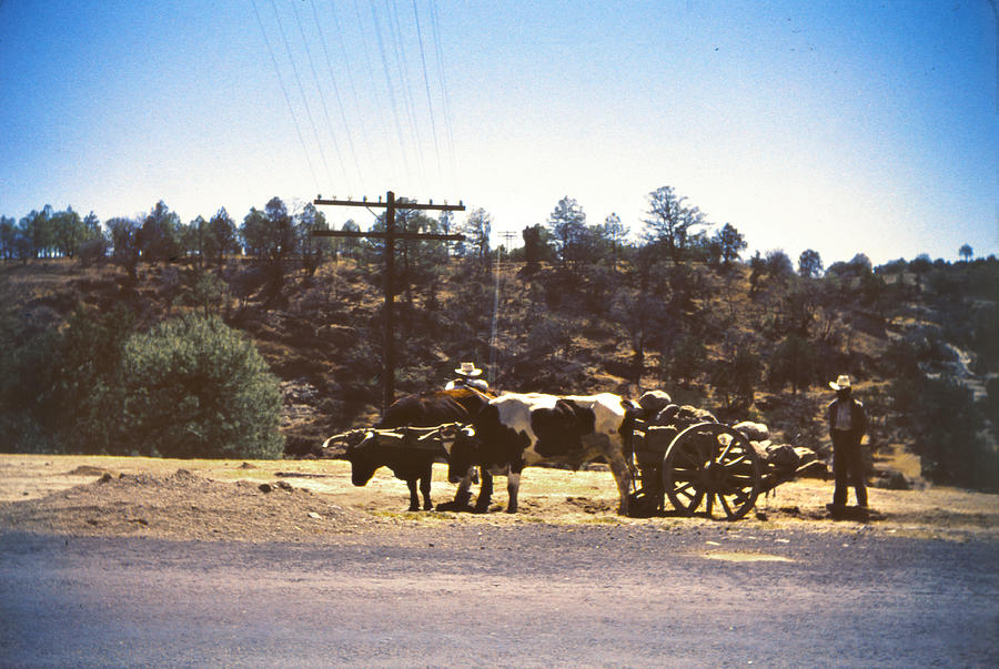 1951 Oxen And Cart Near Puebla Mexico Photograph