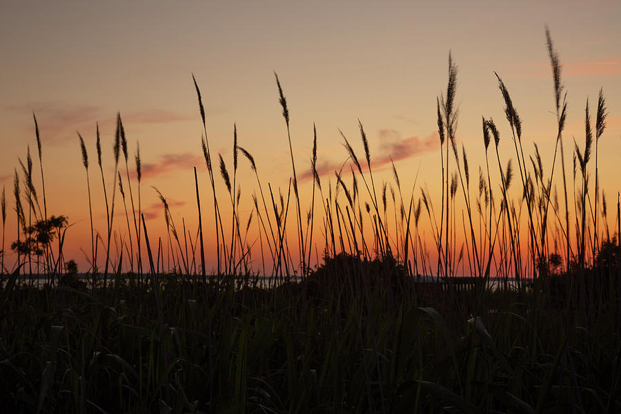 Sunset Through Seagrass Photograph by Doug McPherson