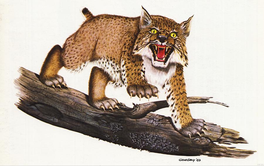 1969 Kentucky Wildcat Art by Gene Gray Mixed Media by Row One Brand