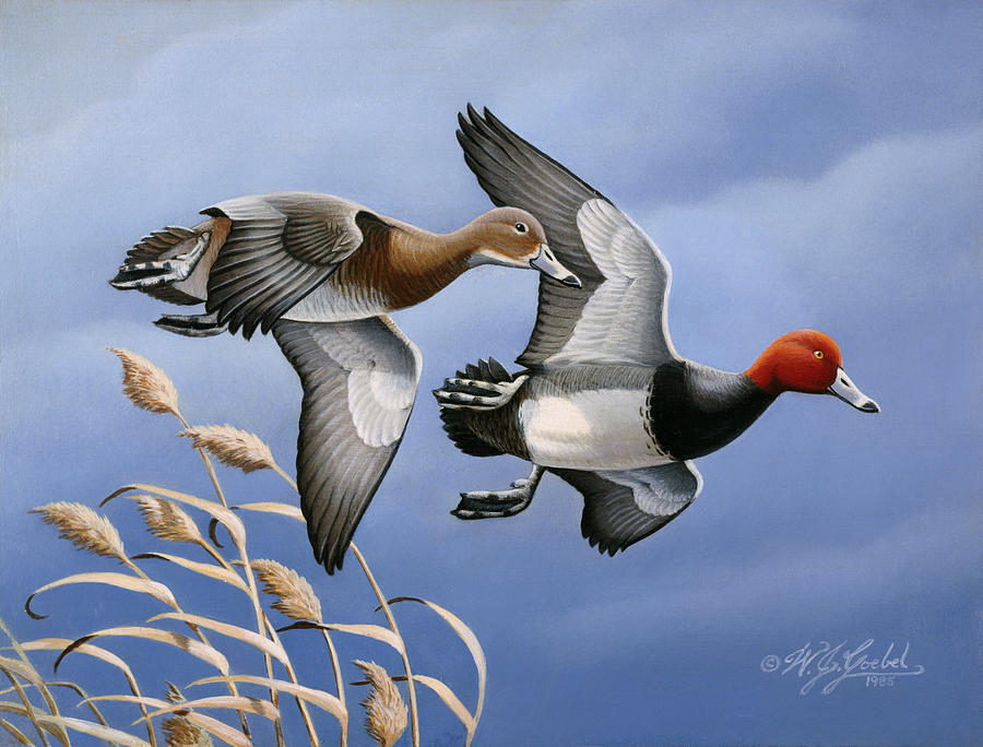 Animal Painting - 1986 Redhead Ducks by Wilhelm Goebel