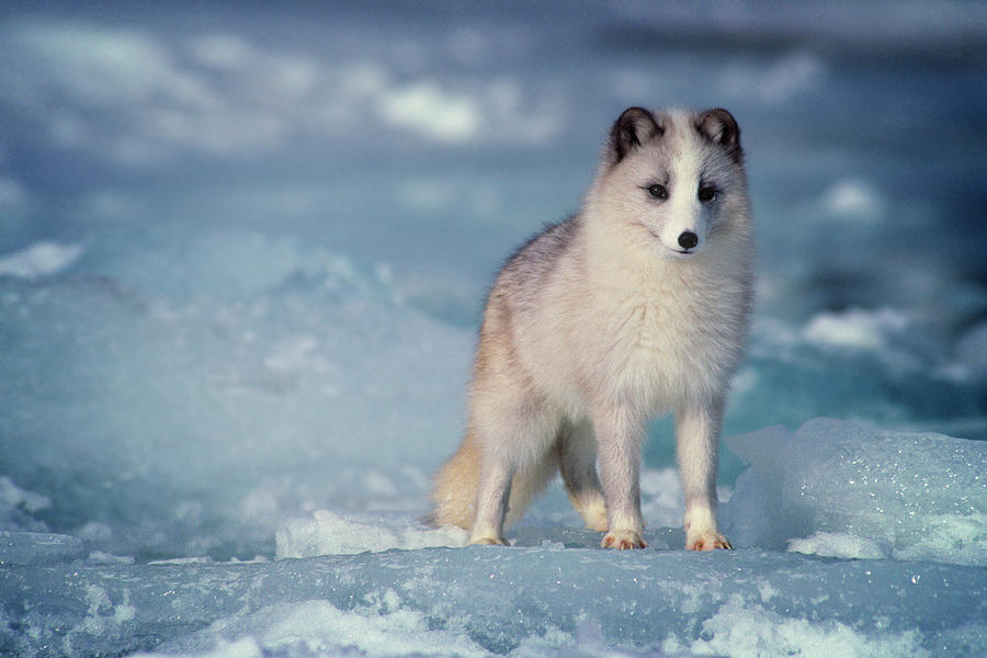 1990s ARCTIC FOX Alopex lagopus IN WINTER STANDING CURIOUS LOOKING AT CAMERA CANADA Photograph by Panoramic Images