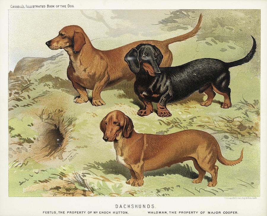 19th Century Coloured Prints Of Breeds Of Dogs Painting By Arpina Shop   19th Century Coloured Prints Of Breeds Of Dogs Arpina Shop 