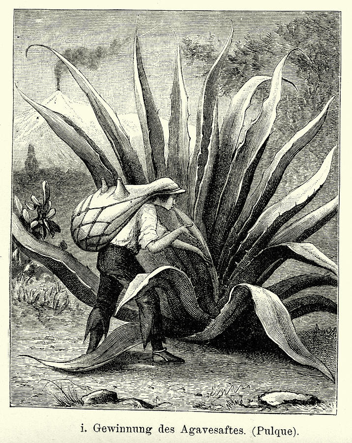 19th Century Mexico - Harvesting agave juice Drawing by Duncan1890