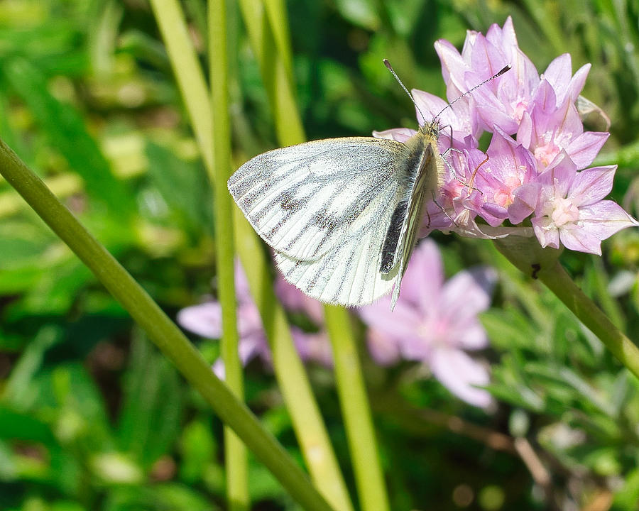 1st-butterfly-of-the-year-photograph-by-len-wells-pixels