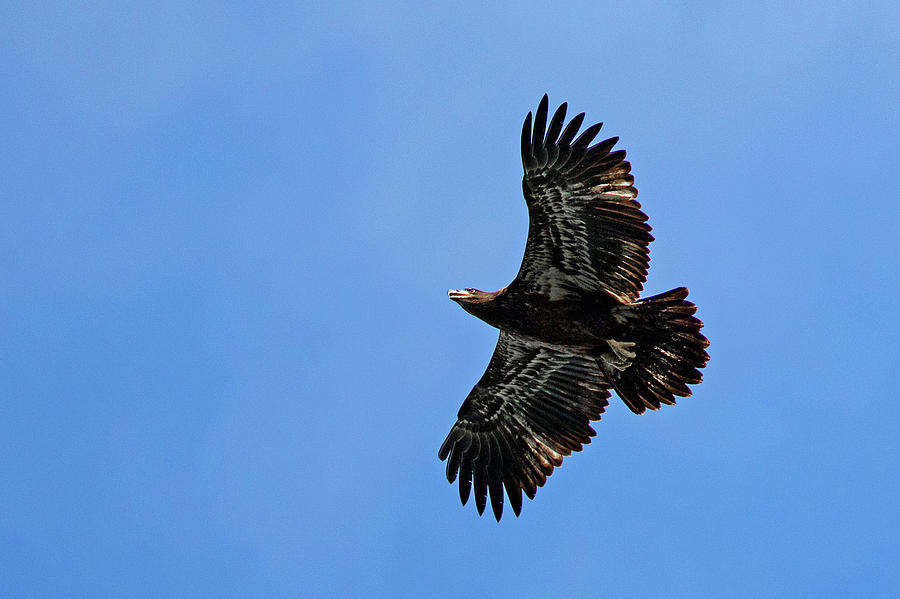 ' 1st Year Bald Eagle ' Photograph by David Lipsy - Fine Art America