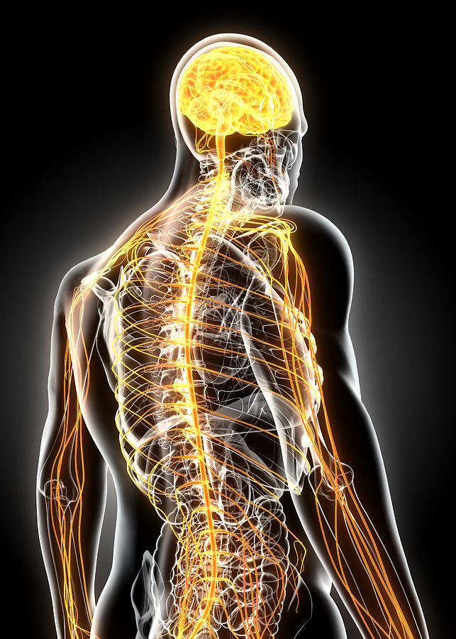 3D illustration male nervous system. #2 Photograph by Yodiyim