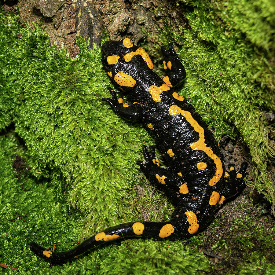 A beautiful fire salamander in the forest Photograph by Stefan Rotter ...