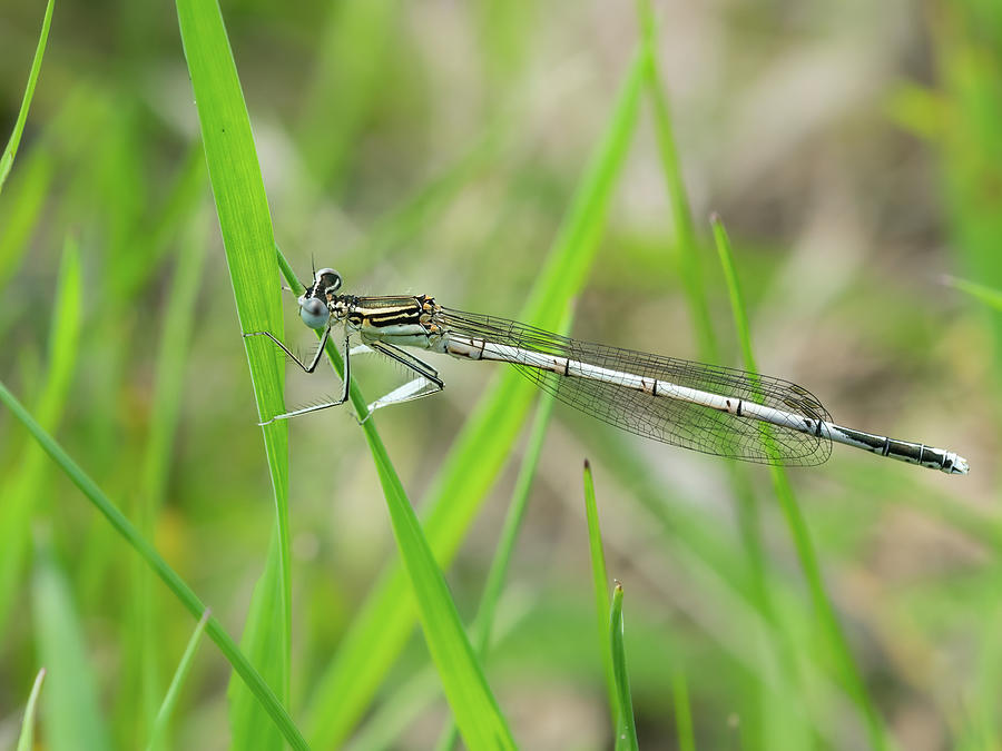 A blue featherleg damselfly resting on a plant Photograph by Stefan ...