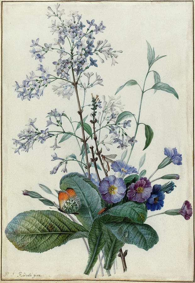 A Bouquet of Flowers with Insects #5 Drawing by Pierre Joseph Redoute