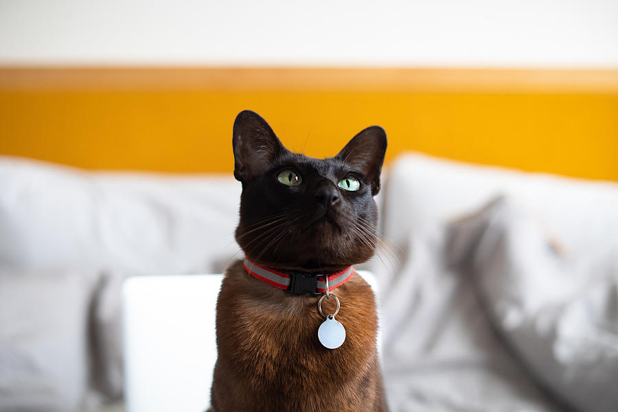 A brown cat with a collar and nameplate, sitting on bed #2 Photograph by Photographer, Basak Gurbuz Derman