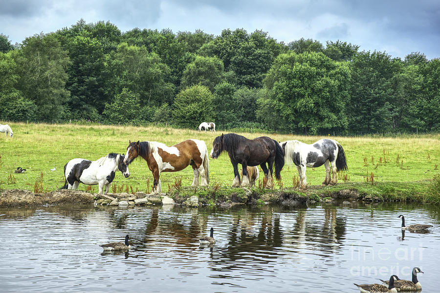 A group of horses Rochdale Canal Lock  54 Slattocks UK #2 Photograph by Pics By Tony