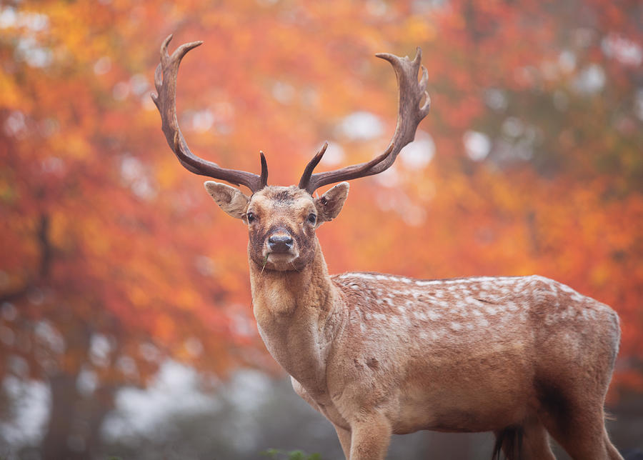 A large stag in an autumn forest. #2 Photograph by Alex Saberi