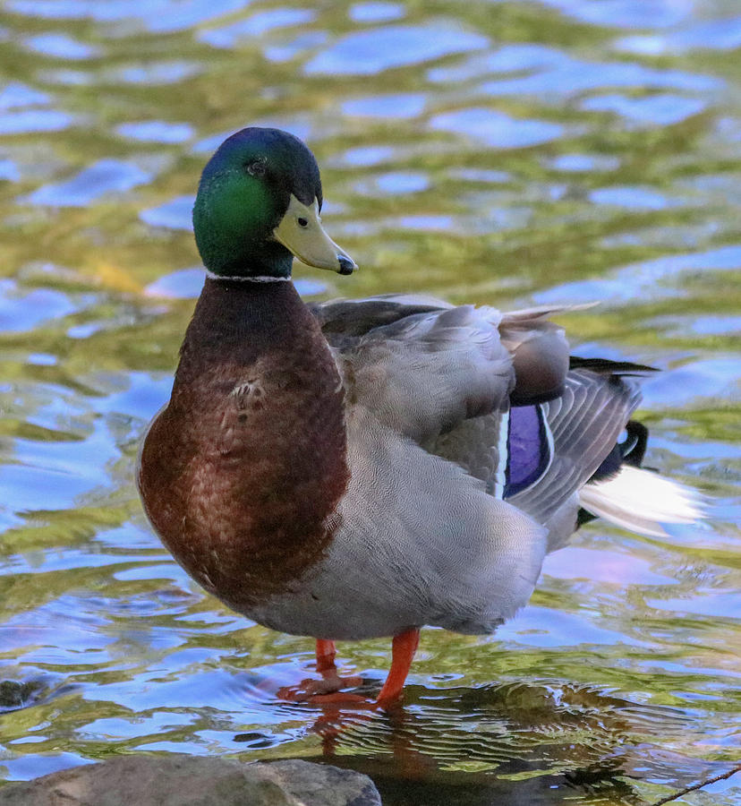 A Male Mallard Photograph by Ken Borders Photography - Pixels