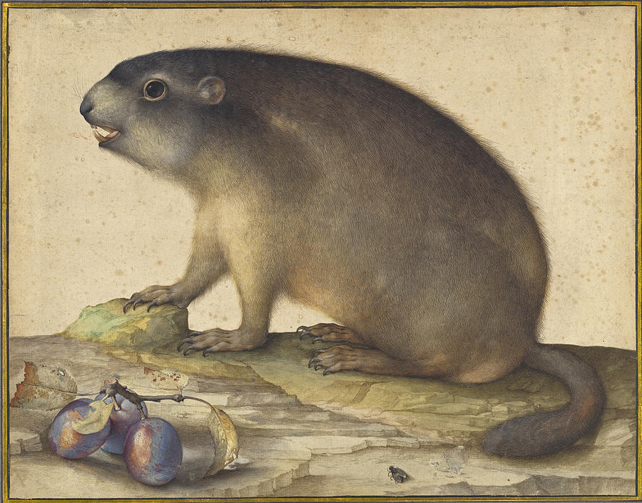 A Marmot with a Branch of Plums #3 Drawing by Jacopo Ligozzi