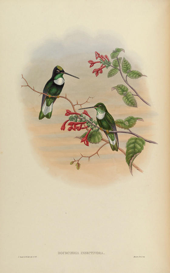 A monograph of the Trochilidae, or family of humming birds c1880 #2 Painting by MotionAge Designs
