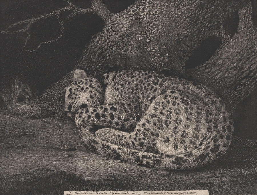 George Stubbs Painting - A Sleeping Leopard  #2 by George Stubbs