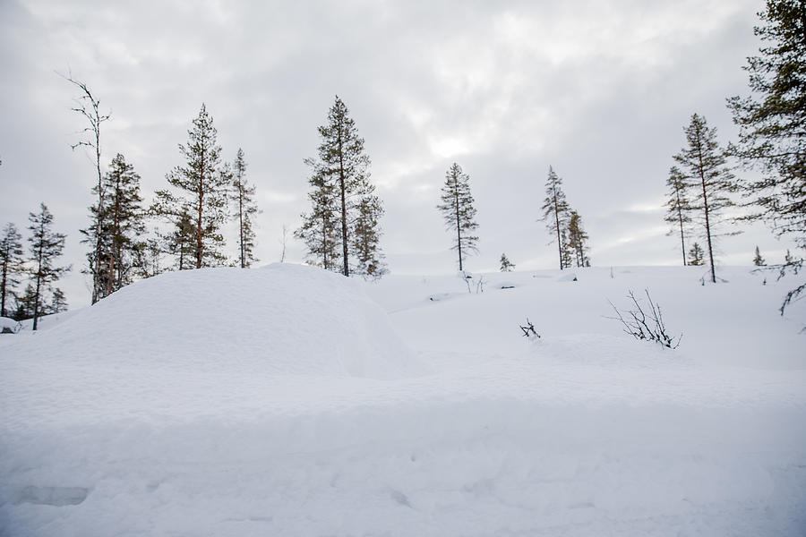 A Snow-Covered Forest in Rural Norway, Wintertime #2 Photograph by Morten Falch Sortland