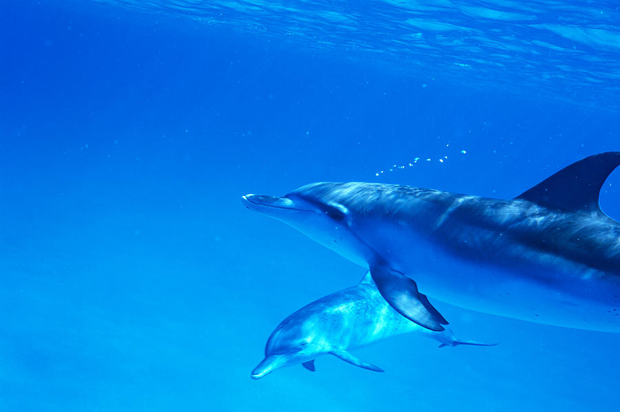 A spectacular view of dolphins swimming underwater #2 Photograph by Mixa