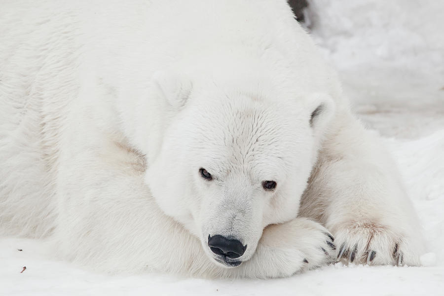 fluffy white bear