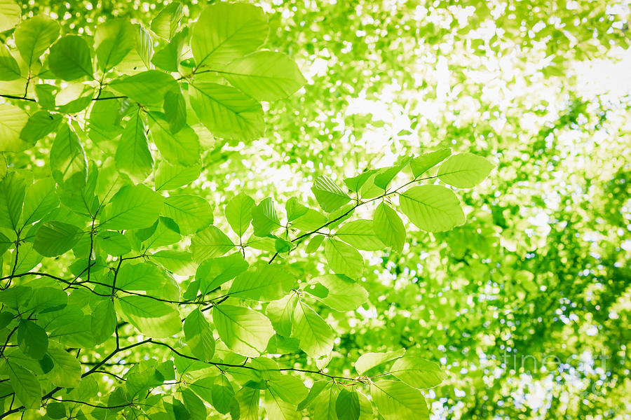 Abstract greenery background Photograph by Wdnet Studio - Pixels