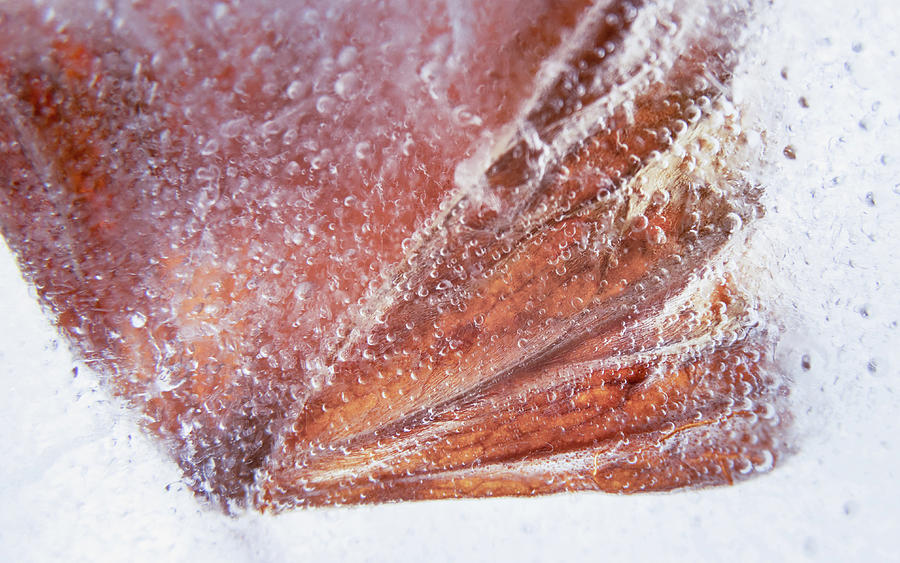 Abstract organic background with ice and leaf frozen #2 Photograph by Cristina Stefan