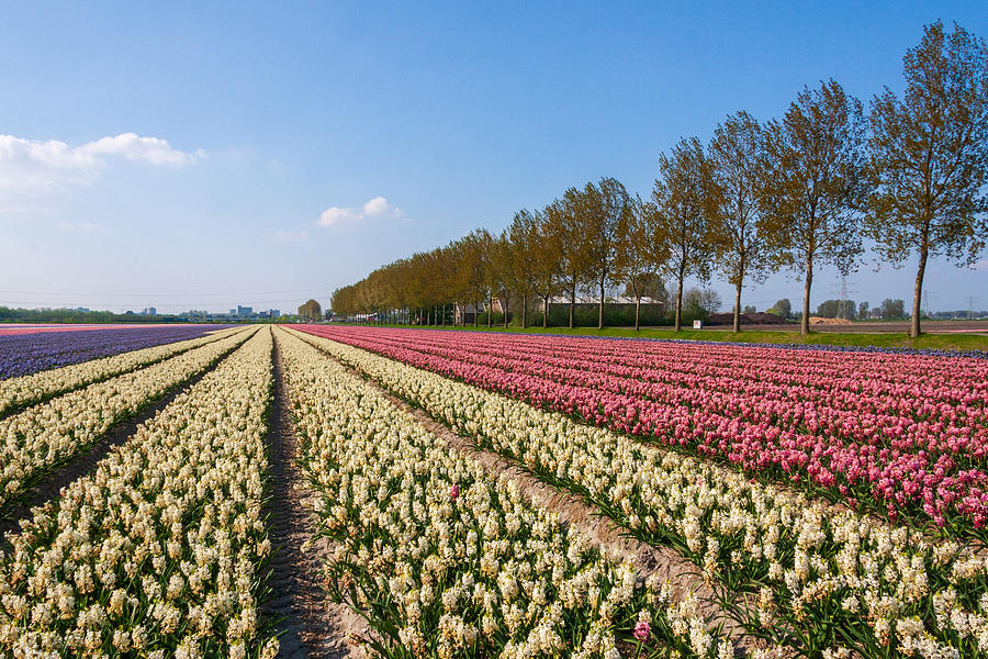 Acres of blooming flowers during spring in the Netherlands #2 Photograph by Flottmynd