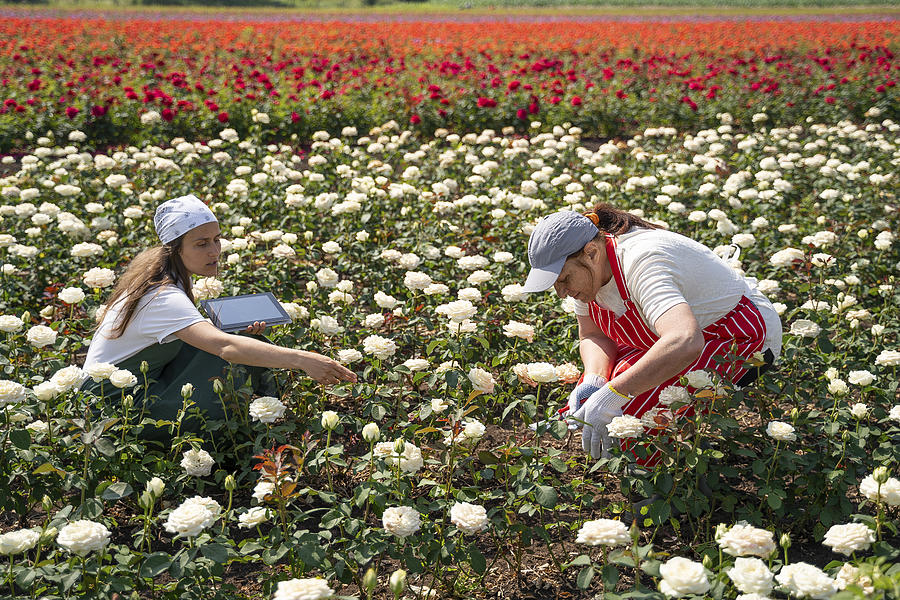 Active seniors working with the younger generation in the Rose fields. The abundance of the decorative rose is in its peak. #2 Photograph by Daniel Balakov