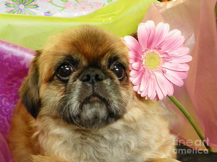 Flower Photograph - Adorable Pekingese with a Pink Gerber Daisy #2 by Robin Lee Mccarthy Photography