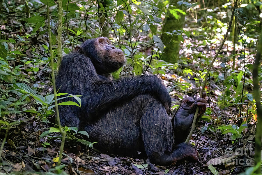 Adult chimpanzee, pan troglodytes, in the tropical rainforest of #2 Photograph by Jane Rix