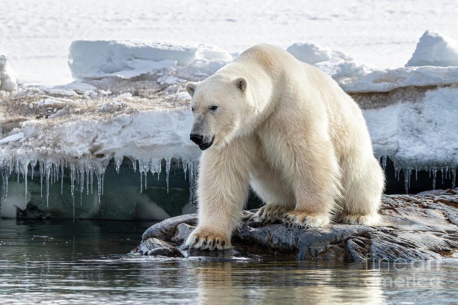 Adult male polar bear at the ice edge in Svalbard #2 Photograph by Jane Rix
