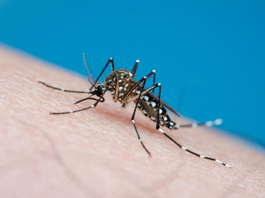 Aedes aegypti (yellow fever mosquito / mosquito da dengue) #2 Photograph by Joao Paulo Burini