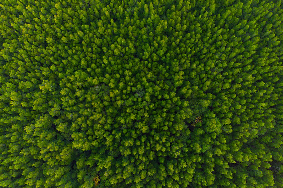 Aerial view of forest, Texture of mangrove forest  from above #2 Photograph by Kiyoshi Hijiki