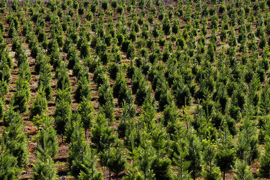 Aerial view of tree farm #2 Photograph by Mint Images