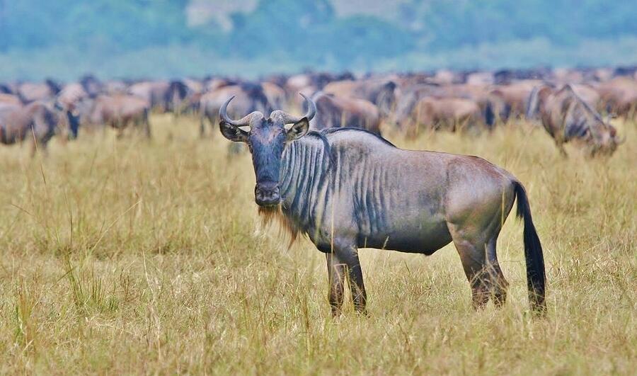 Africa #2 Photograph by John Walsh Africa #2 Photograph by John Walsh
