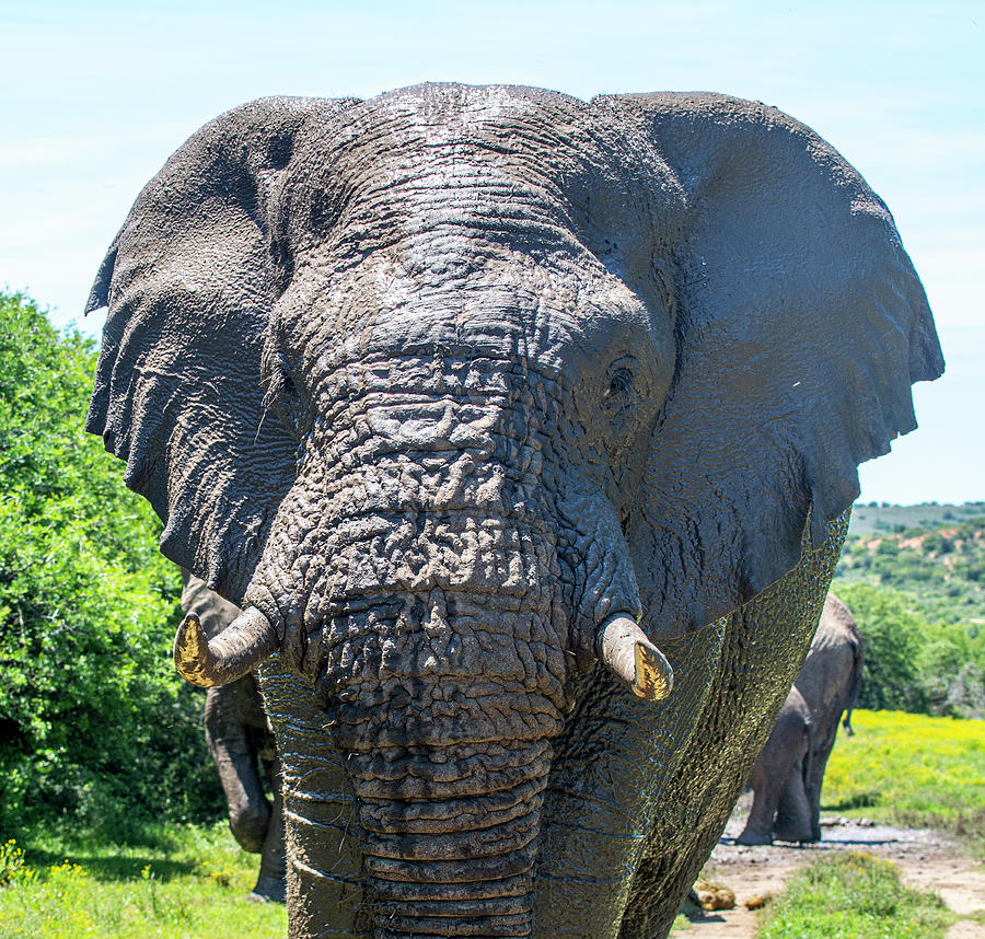 African Bush Elephant #2 Photograph by Matt Swinden