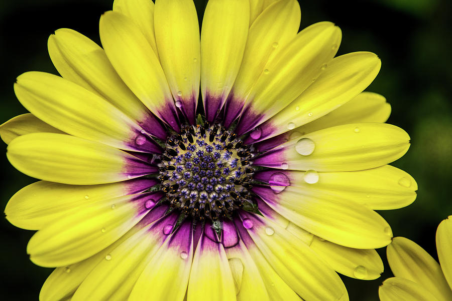 African Daisy #2 Photograph by Don Johnson