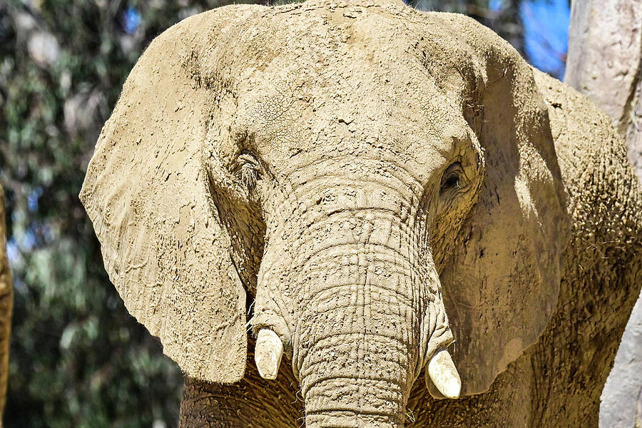 African Elephant #2 Photograph by Ed Stokes