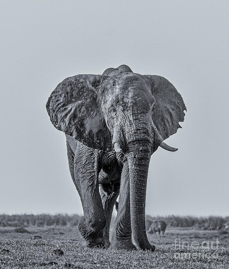 African Elephant #2 Photograph by Lev Kaytsner
