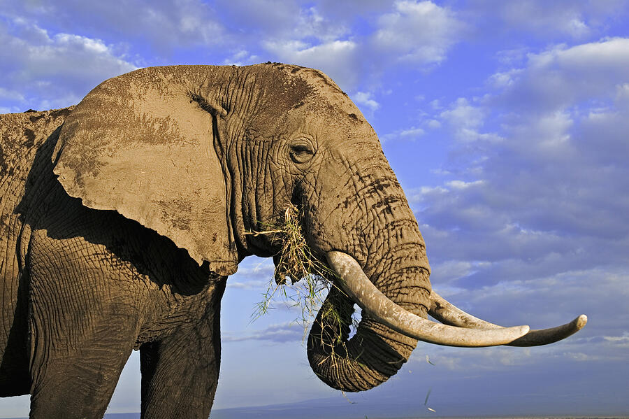 African Elephant, Loxodonta africana. Bull elephant with large tusks. Amboseli National Park, Kenya. Dist. Sub-saharan Africa #2 Photograph by Martin Harvey