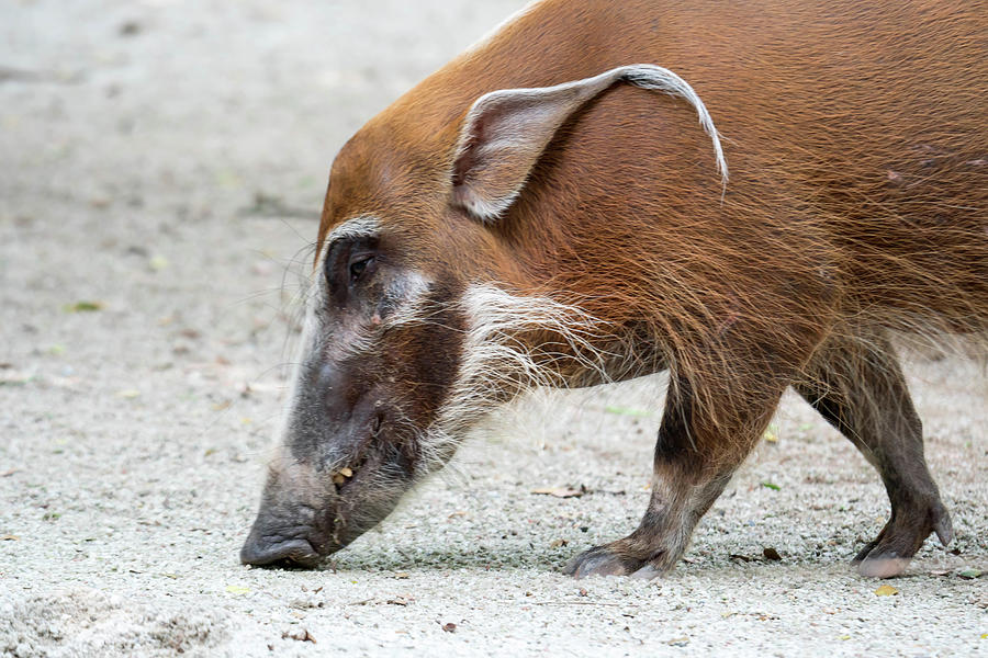 African golden boar or pig while looking for food on soil Photograph by ...